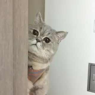🙁 a50f3328 gatto, grigio, carino, sbirciare, animale telegram sticker