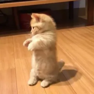 ☺️ ba44a3e8 gattino, gatto, carino, animale, in piedi telegram sticker