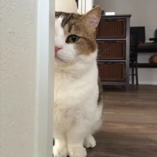 🙃 c5265611 gatto, animale domestico, animale, gatto domestico, nascondere, sbirciare telegram sticker