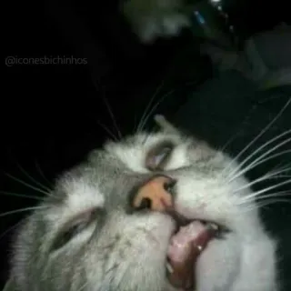 😩 c5bced16 @iconesbichinhos gatto, animale, animale domestico, grigio, dormire, meme telegram sticker