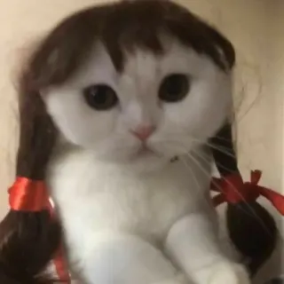 🙂 d9cff007 gatto, animale domestico, animale, parrucca, carino, divertente telegram sticker