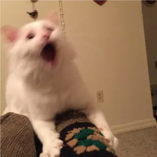 😲 e158f9bf gatto, sbadiglio, gatto bianco, animale domestico, animale telegram sticker