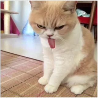 😛 e67e7975 gatto, animale domestico, animale, lingua, carino, domestico telegram sticker