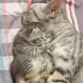 🤗 ed147fa8 don't leave me alone gatto, gattino, carino, animali, animali domestici, triste telegram sticker