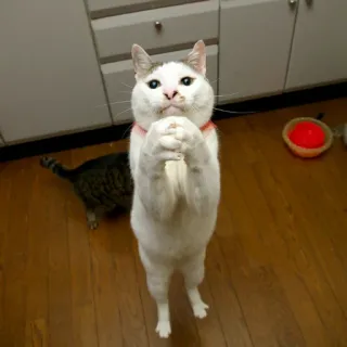 😟 fa8ba16c gatto, divertente, meme, animale, supplicante, in piedi telegram sticker