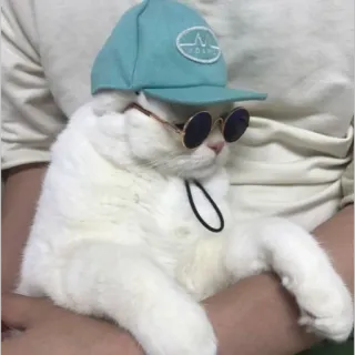 😒 fd7b9a7a gatto, occhiali da sole, cappello, animale, animale domestico, carino, moda telegram sticker