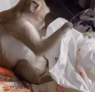 🙈 066465d3 macaco, animal, mamífero, vida selvagem, primata, saco plástico whatsapp sticker