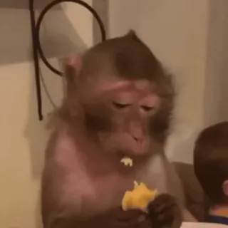 🌽 aa075409 macaco, comendo, animal, mamífero, comida whatsapp sticker