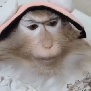 😔 bc6238cf macaco, animal, mamífero, bonito, capuz, engraçado whatsapp sticker
