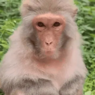 😂 ef34a204 macaco, animal, primata, mamífero, natureza, vida selvagem whatsapp sticker