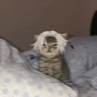 ☺ e668895b gato, gatito, peluca, divertido, meme, lindo, mascota, animal telegram sticker