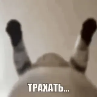 😍 012a007b ТРАХАТЬ... gato, ruso, ofensivo, insulto telegram sticker