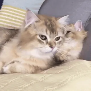 😲 27bae565 gato, gatito, mascota, animal, lindo, esponjoso telegram sticker