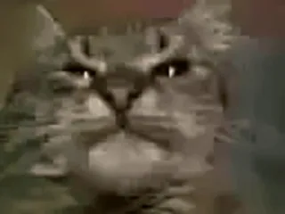 😎 2b7f7a55 gato, gato enojado, meme, mascota, animal telegram sticker