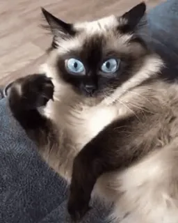 👀 5f9e9cc5 gato, animal, siamés, mascota, gato doméstico, mamífero, ojos azules telegram sticker