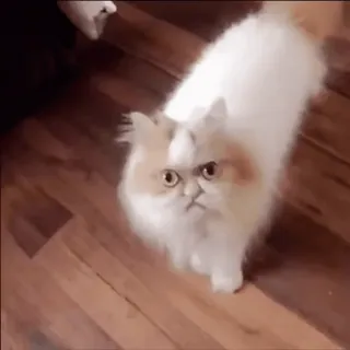 👺 65670fca gato, gato persa, mascota, animal, lindo, esponjoso telegram sticker