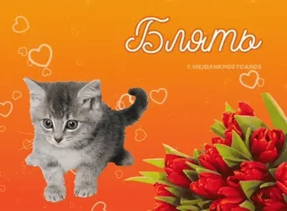 😨 9c3a3603 Блять gato, gatito, flores, tulipanes, ruso, ofensivo telegram sticker