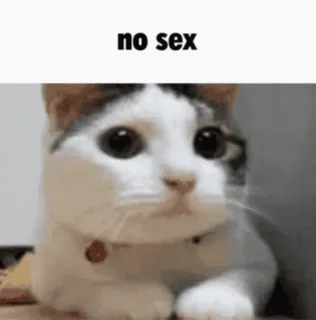👎 ca309698 no sex gato, meme, gracioso, animal, mascota, sin sexo telegram sticker