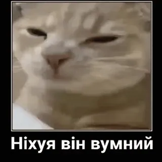 🧐 f961a963 Ніхуя він вумний gato, meme, gracioso, animal telegram sticker