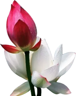 Jacq " the poet" telegram stickers