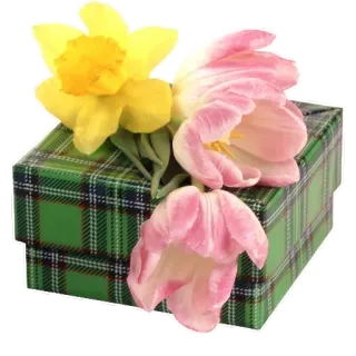 🌼 8cb0e93a 선물, 꽃, 튤립, 수선화, 증정품, 체크무늬, 꽃다발 telegram sticker