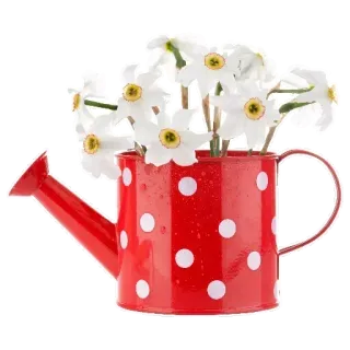 🌷 9cd4ece0 꽃, 물뿌리개, 수선화, 빨간색, 땡땡이, 봄 telegram sticker