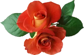 🌹 b5c7c36d 장미, 꽃, 자연, 플로럴, 식물, 개화 telegram sticker