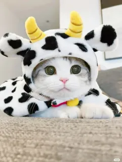 🐮 738fa5a0 kucing, sapi, binatang, hewan peliharaan, imut, kostum, anak kucing, hewan domestik, mamalia, mata telegram sticker