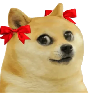 🐸 387f0a95 Doge hond, meme, grappig, schattig, huisdier, strikken, dier telegram sticker