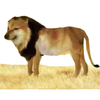 @StickerManiac's fav @ˢᵗⁱᶜᵏᵉʳᵐᵃⁿⁱᵃ_ᶜʰᵃᵗ 👀 telegram stickers