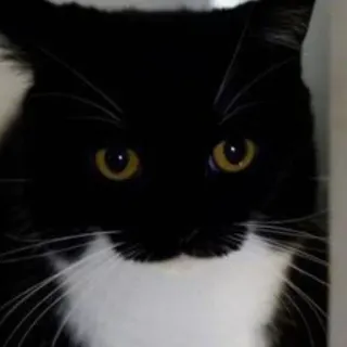 🐾 00b4caf9 gato, gato preto, gato smoking, animal, animal de estimação, gato doméstico telegram sticker