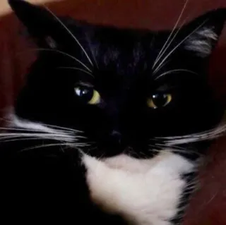 🐾 09fe0262 gato, gato de smoking, gato preto e branco, animal de estimação, animal, felino telegram sticker