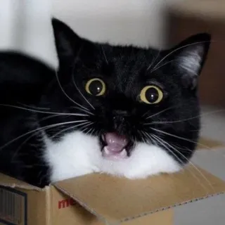 🐾 16eb3325 gato, caixa, animal, animal de estimação, engraçado, fofo, preto e branco telegram sticker