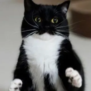 🐾 220c012d gato, gato smoking, gato preto e branco, animal, animal de estimação, gato engraçado telegram sticker