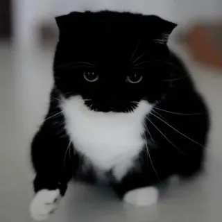 🐾 33e1af47 gato, animal, preto e branco, fofo, animal de estimação, felino telegram sticker