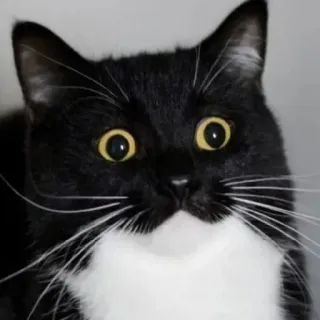 🐾 44a7d161 gato, preto e branco, gato tuxedo, animal, animal de estimação, mamífero telegram sticker