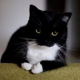 🐾 4e1ffd74 gato, preto e branco, animal doméstico, mamífero, animal de estimação, animal, gato smoking, felino telegram sticker