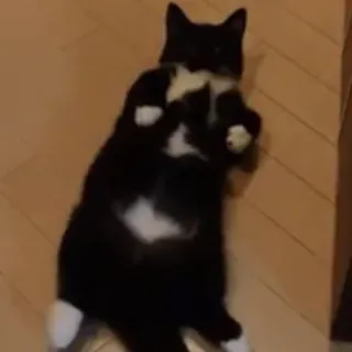 🐾 63d21aa8 gato, gato tuxedo, animal, animal de estimação, fofo, engraçado, animal doméstico telegram sticker