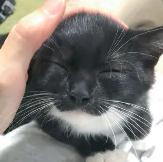 🐾 6665e187 gato, animal de estimação, animal, gato preto e branco, fofo, mão, gato doméstico telegram sticker