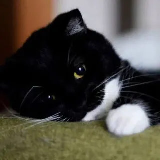 🐾 6cf194ef gato, gato smoking, animal, animal de estimação, animal doméstico, gato preto e branco telegram sticker