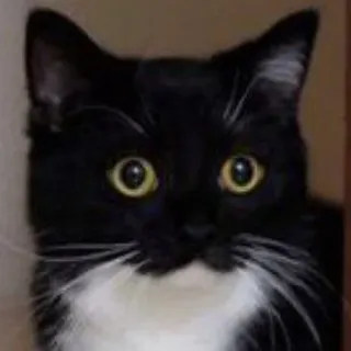 🐾 6e1b0071 gato, gato preto, gato smoking, animal, animal de estimação, fofo, olhos telegram sticker