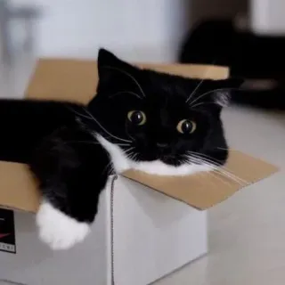 🐾 70d47f30 gato, caixa, animal de estimação, animal, gato de smoking, fofo, gatinho telegram sticker