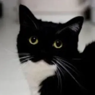 🐾 7e9af844 gato, animal, animal de estimação, preto e branco, gato smoking, gato doméstico, felino telegram sticker