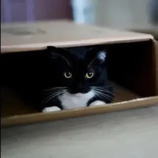 🐾 8dad5638 gato, caixa, animal, animal de estimação, gato preto e branco, felino, gato doméstico telegram sticker