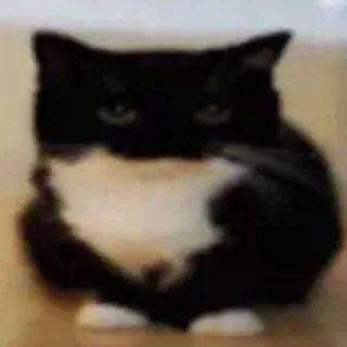 🐾 91715182 gato, animal, animal de estimação, gato doméstico, preto e branco telegram sticker