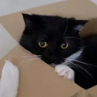 🐾 9c973f96 gato, caixa, animal, animal de estimação, gato tuxedo, fofo, engraçado telegram sticker