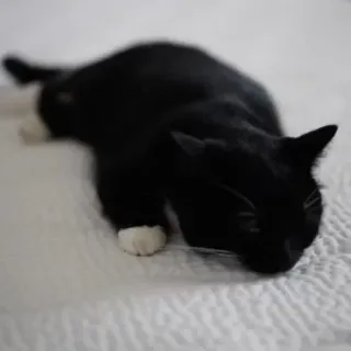 🐾 9efc59aa gato, gato preto, animal, animal de estimação, animal doméstico telegram sticker