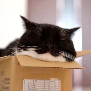 🐾 a18e011c gato, caixa, dormindo, gato tuxedo, animal, animal de estimação telegram sticker