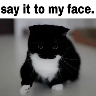 🐾 a81517ce say it to my face. gato, animal, meme, humor, animal de estimação, animal doméstico telegram sticker