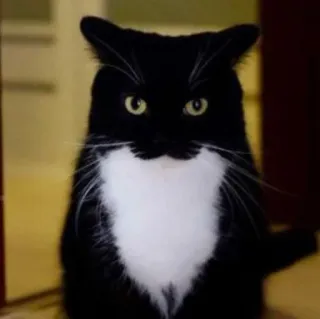 🐾 b8818773 gato, gato preto, gato tuxedo, animal de estimação, animal, gato doméstico telegram sticker